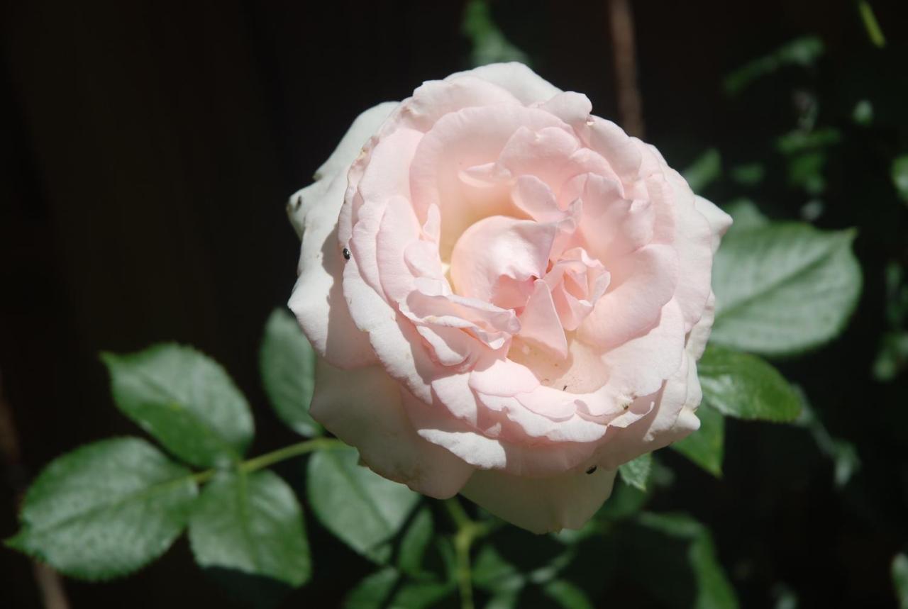 Rose Garden Mezzanine Bed & Breakfast Giverny Bagian luar foto